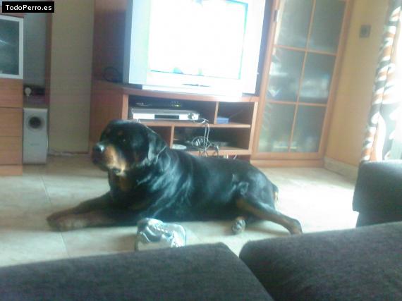 La foto del perro