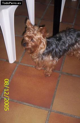 La foto del perro