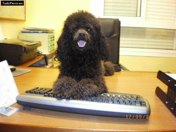 La foto del perro