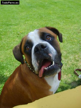 La foto del perro