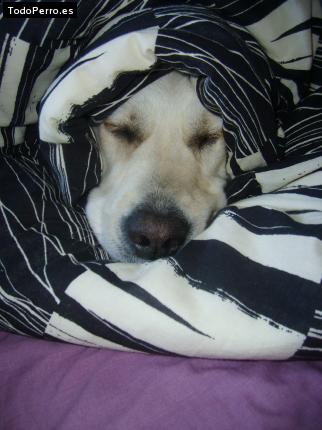 La foto del perro