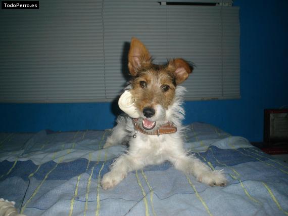 Foto del perro Spunky