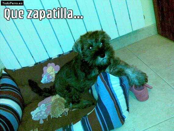 La foto del perro
