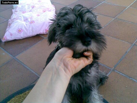 La foto del perro