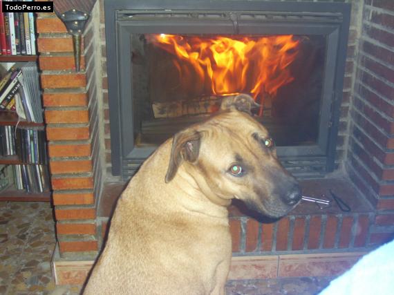 La foto del perro