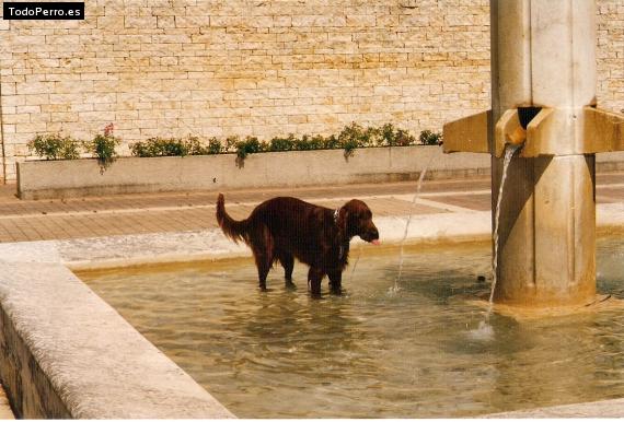 La foto del perro