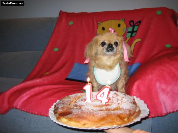 La foto del perro