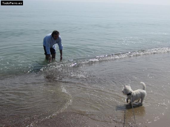 La foto del perro