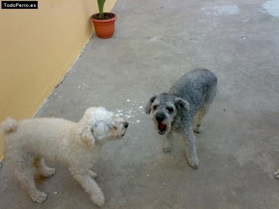 La foto del perro