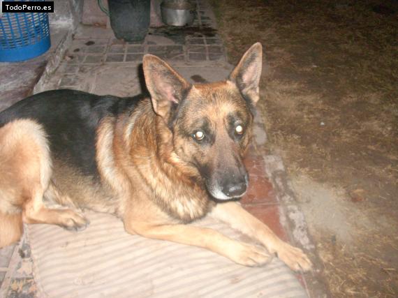 La foto del perro