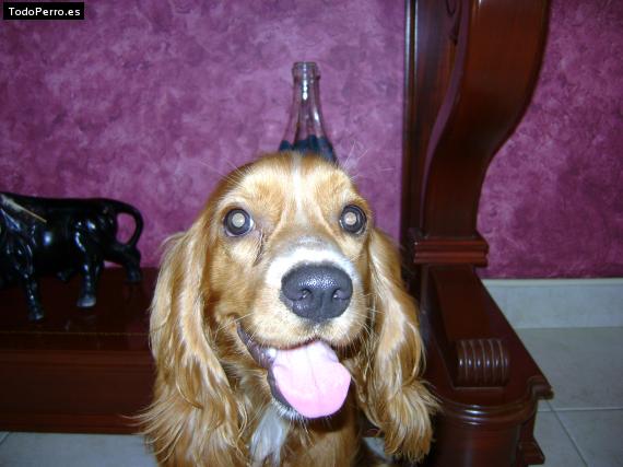 La foto del perro