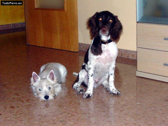 La foto del perro