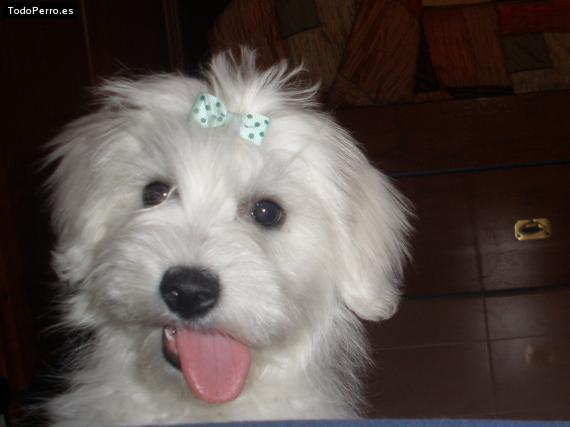 La foto del perro