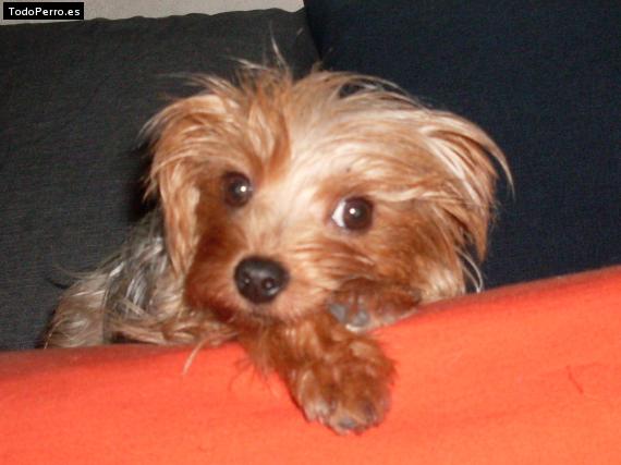 La foto del perro
