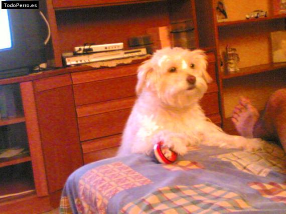 La foto del perro