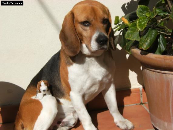 La foto del perro