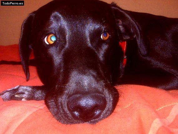 La foto del perro