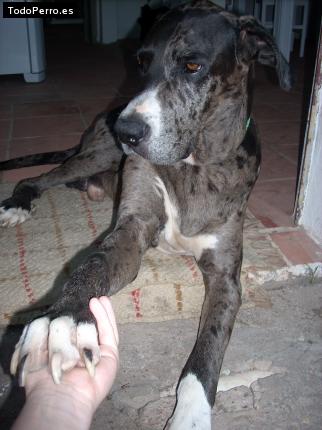 La foto del perro
