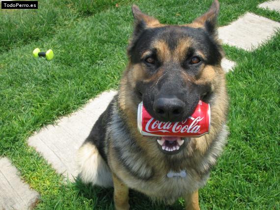 La foto del perro
