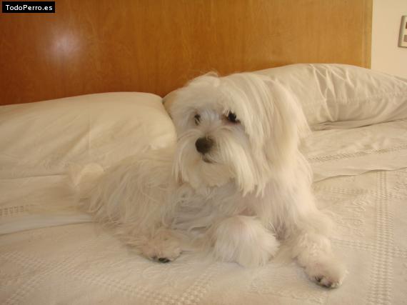 La foto del perro