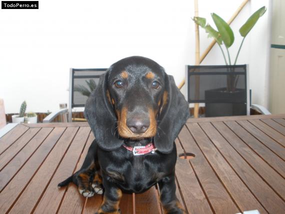 La foto del perro