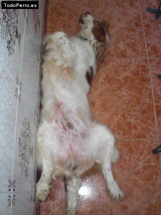 La foto del perro