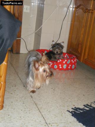 La foto del perro