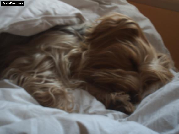 La foto del perro