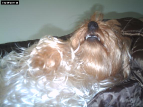 La foto del perro
