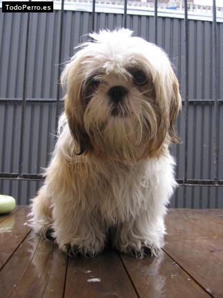 La foto del perro