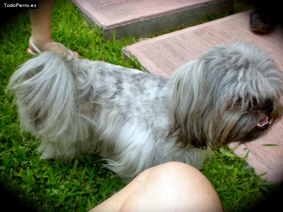 La foto del perro