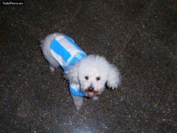 La foto del perro