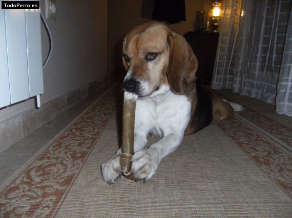 La foto del perro