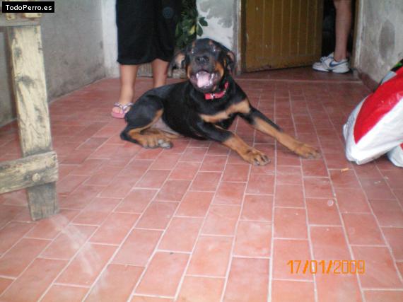 La foto del perro