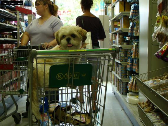 La foto del perro
