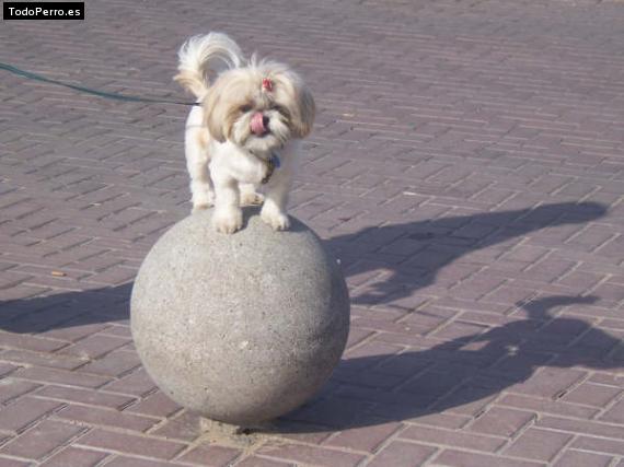 La foto del perro