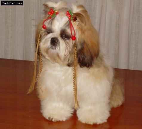 La foto del perro