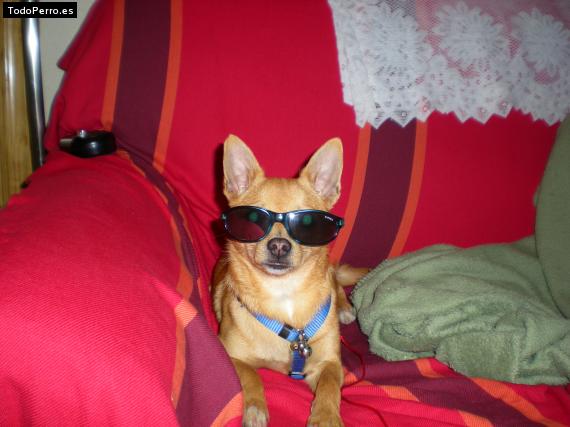 La foto del perro