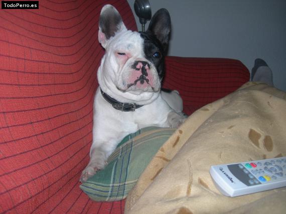 La foto del perro