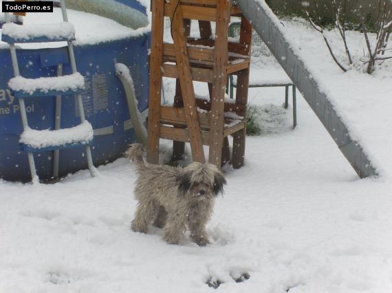 La foto del perro