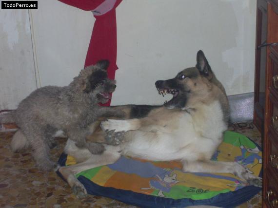 La foto del perro