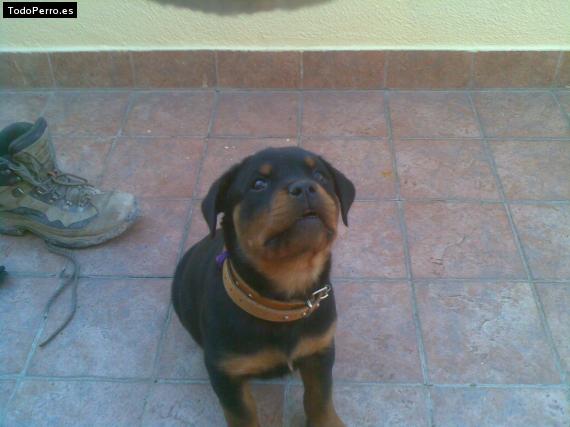 La foto del perro