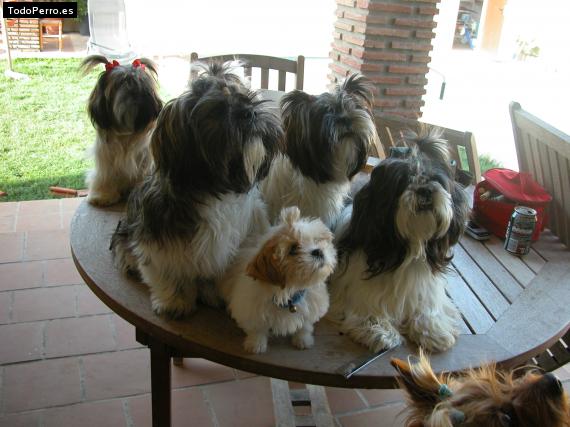 La foto del perro