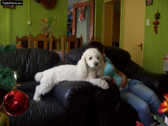 La foto del perro