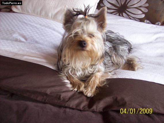 La foto del perro