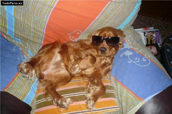 La foto del perro