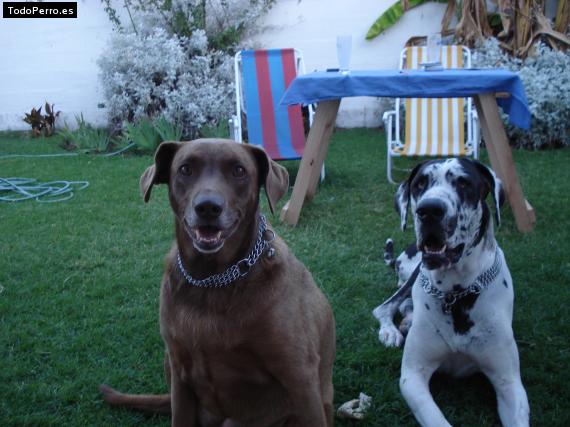 La foto del perro