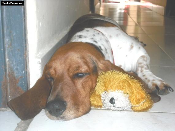 La foto del perro