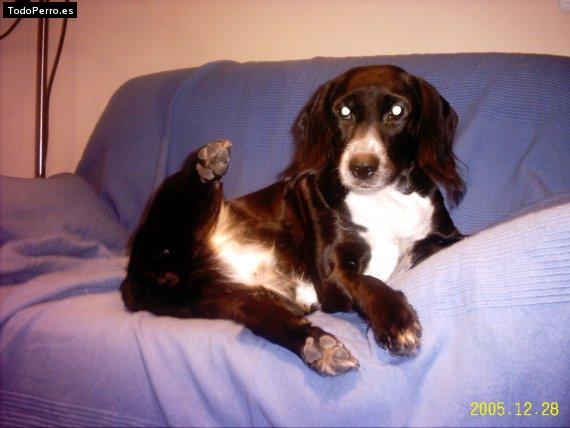 Foto del perro Nara