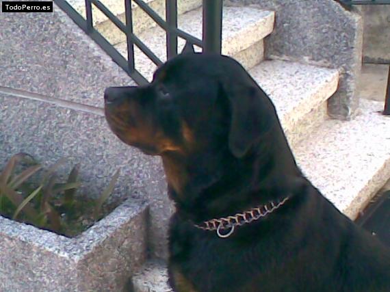 La foto del perro